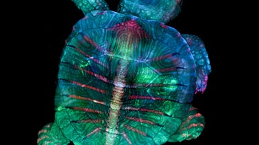 This fluorescent turtle embryo is just one of the year's most captivating photos of tiny stuff