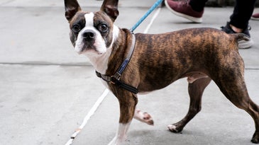 boston terrier on a leash
