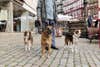 dogs being walked on cobblestone street