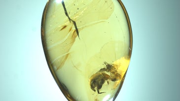 An unlucky, ancient beetle shows how flowers first blossomed