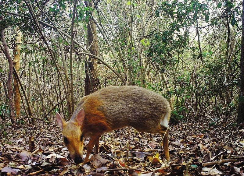 Vietnamese mousedeer