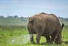 Rhino peeing on a cattle egret