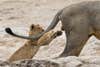 Lion cub reaching for a mammal's testicles