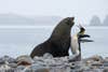 Sea lion facing off with an emperor penguin