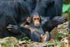 Baby chimp leaning back on adults