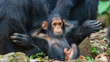 These animal photos are way funnier than anything humans did this year