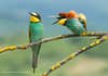 Bee-eaters perched next to each other