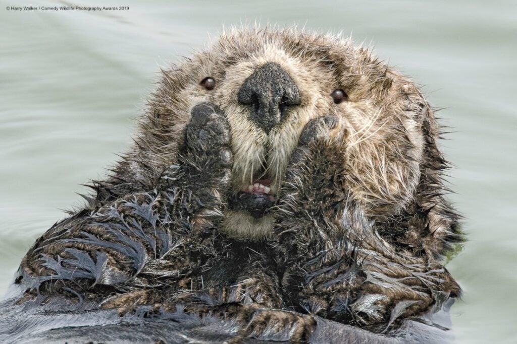 Otter clutching its face