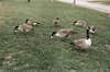 several geese on the lawn