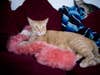 orange cat on furry pink pillow