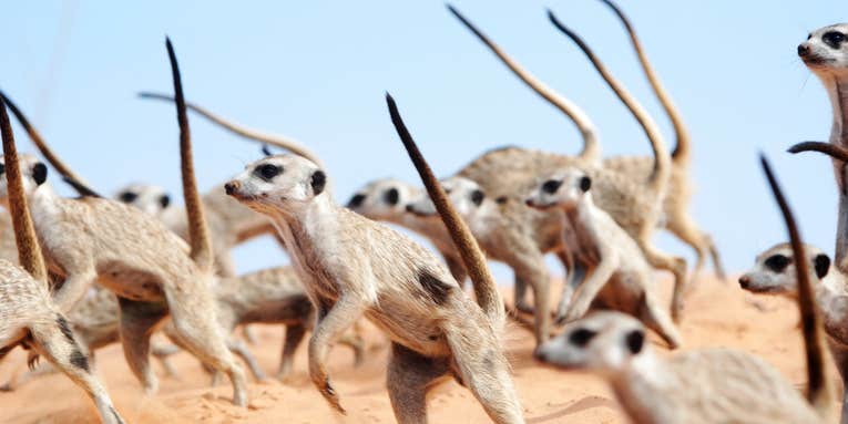 Watch meerkats engage in a fiercely adorable war dance
