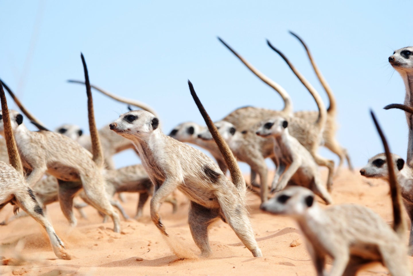 meerkat war dance