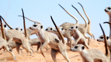 Watch meerkats engage in a fiercely adorable war dance