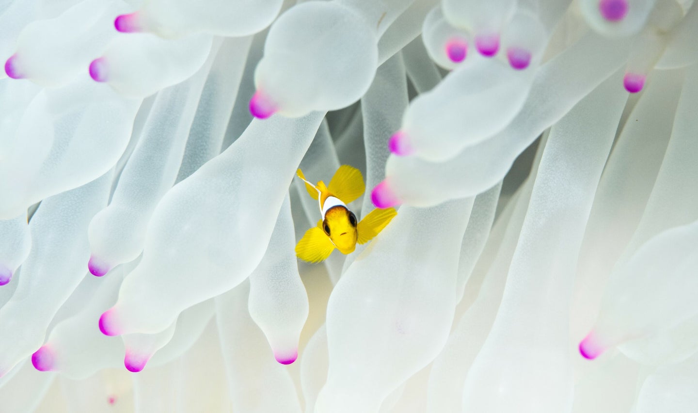 clownfish in anemone