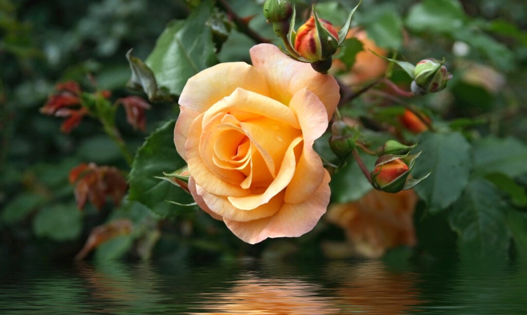 yellow rose between buds and foliage is reflected on water