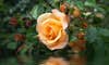 yellow rose between buds and foliage is reflected on water