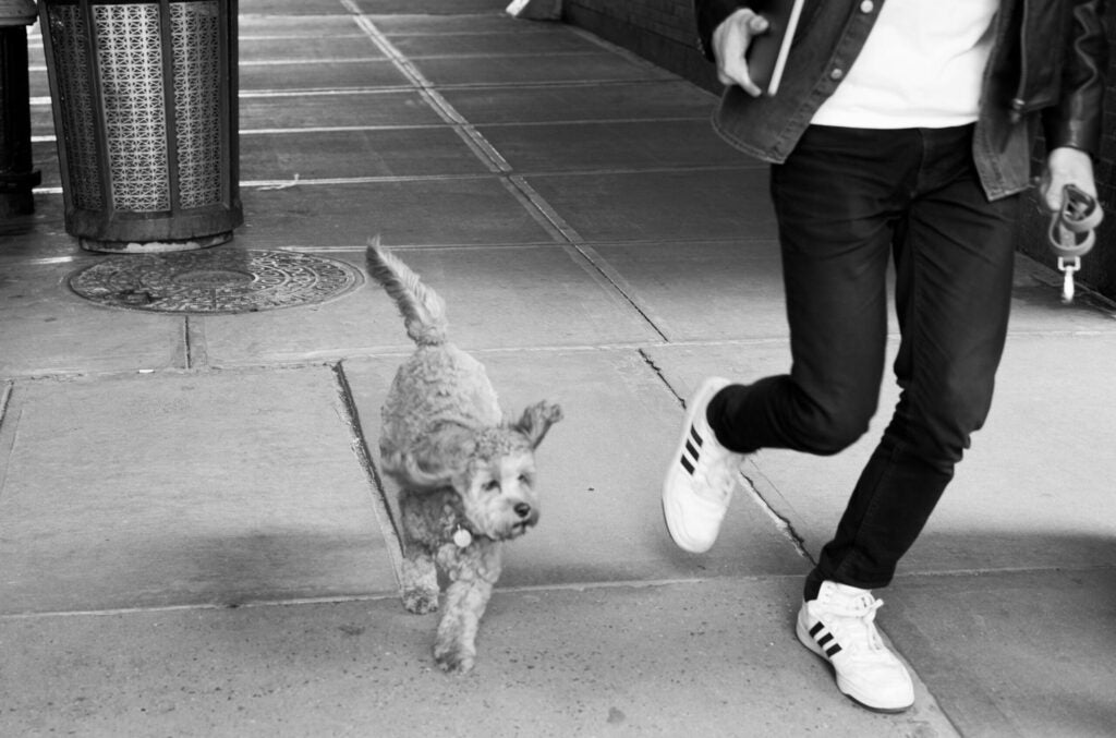 dog and owner running