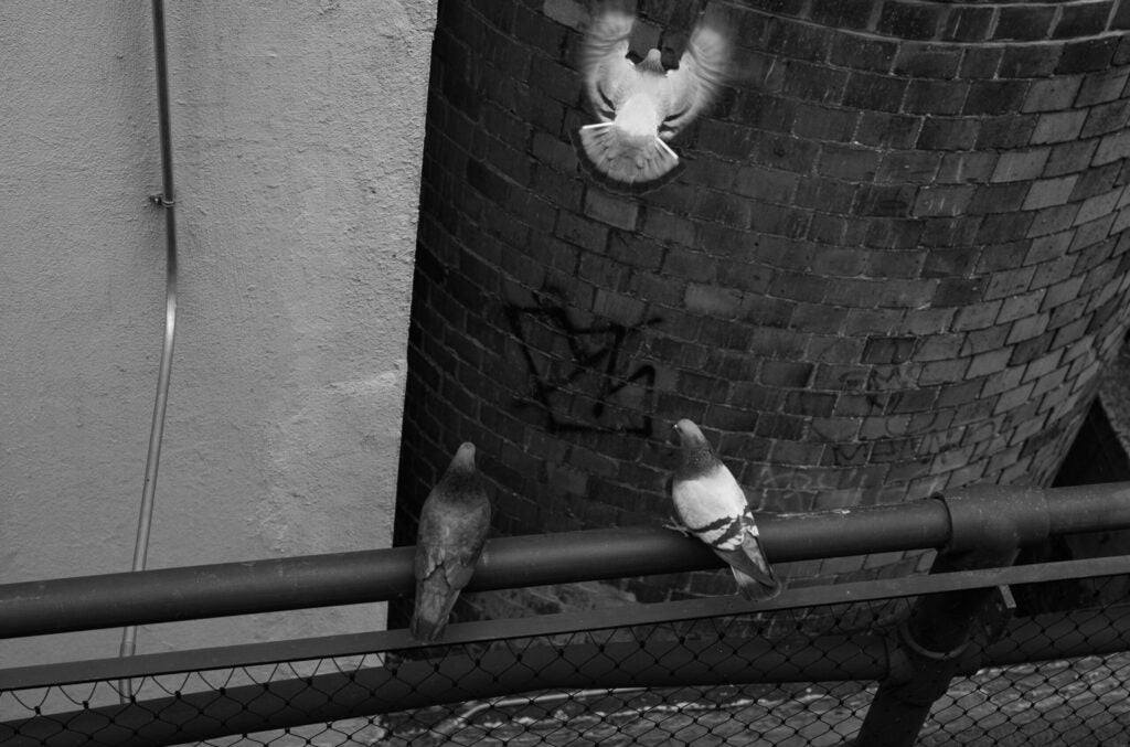 Pigeons in flight near the High Line in Chelse