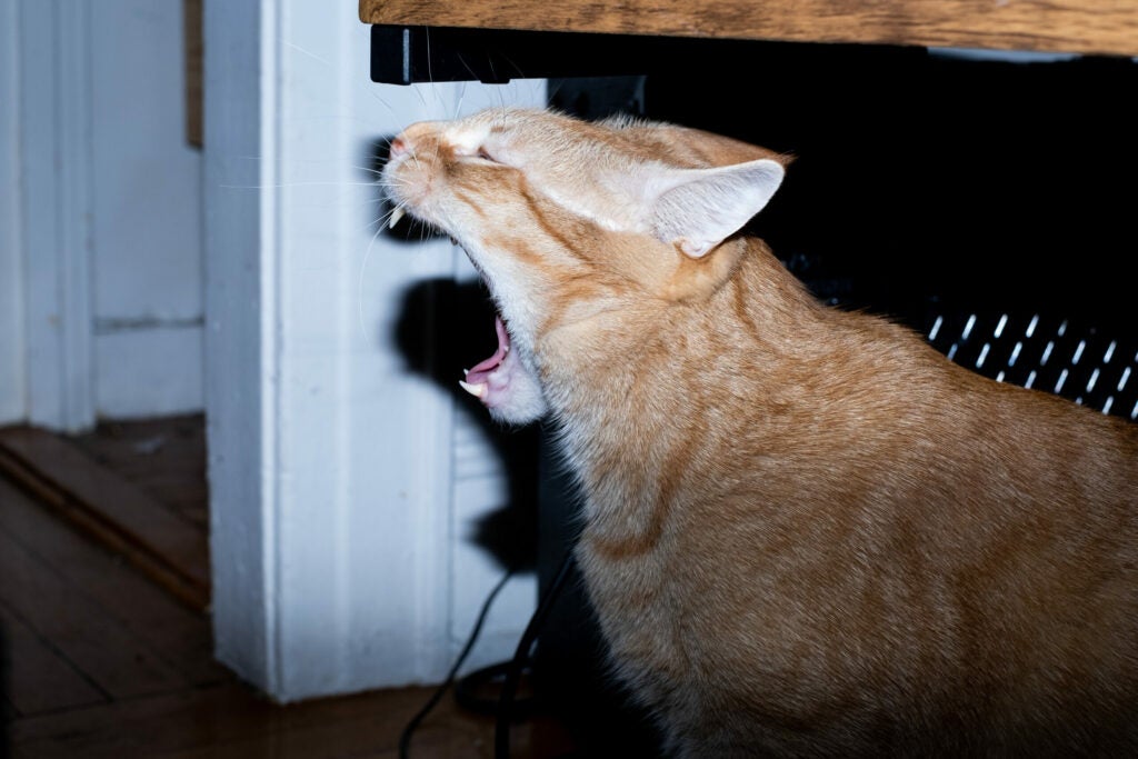 orange cat yawning