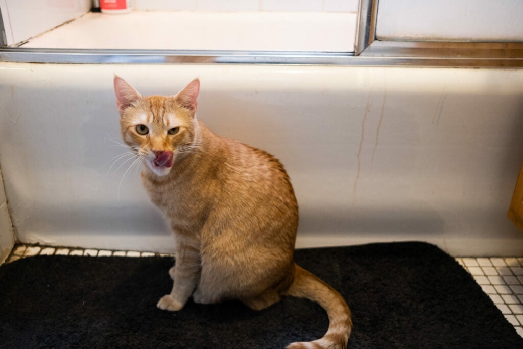 orange cat licking its nose