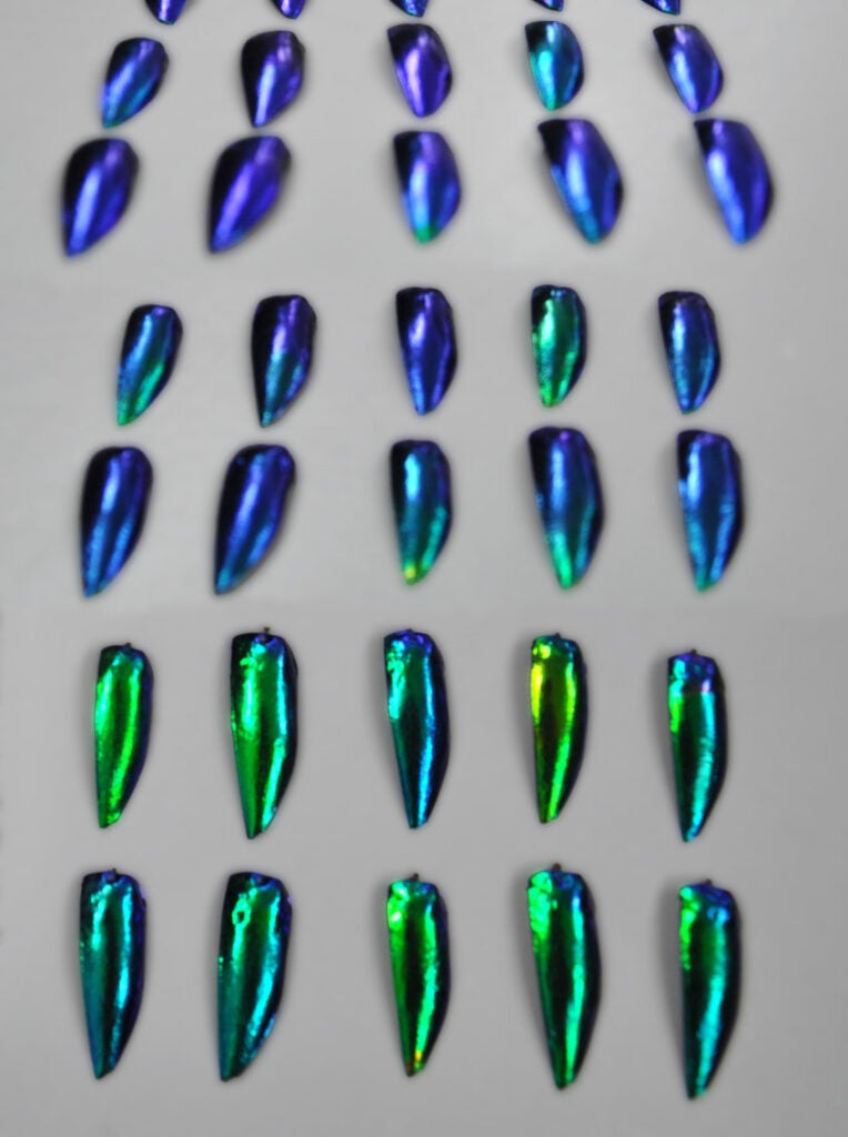 Jewel beetles at different angles.