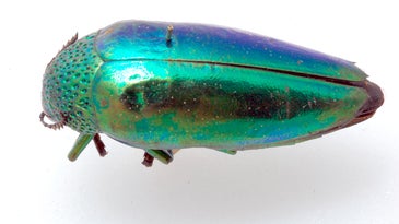 Jewel beetle.