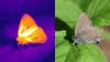 an infrared and visual light photograph of a butterfly