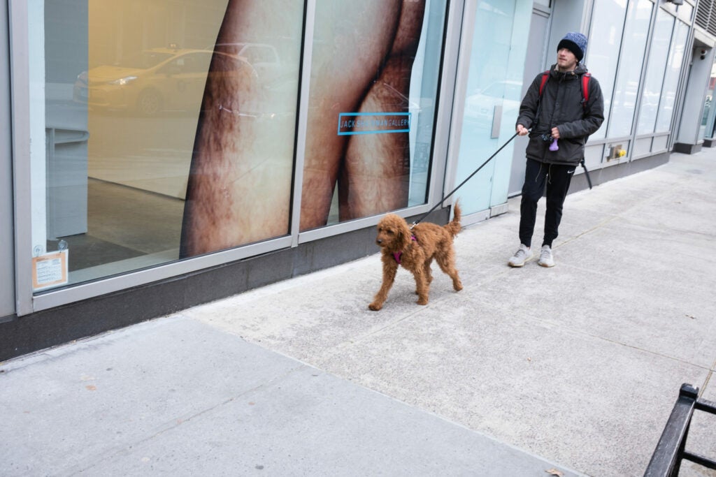 dog talking a walk on the sidewalk