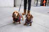 Two dachshunds in sweaters