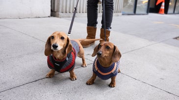 Two dachshunds in sweaters