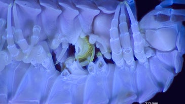 Photo captures the intricacies of millipede sex