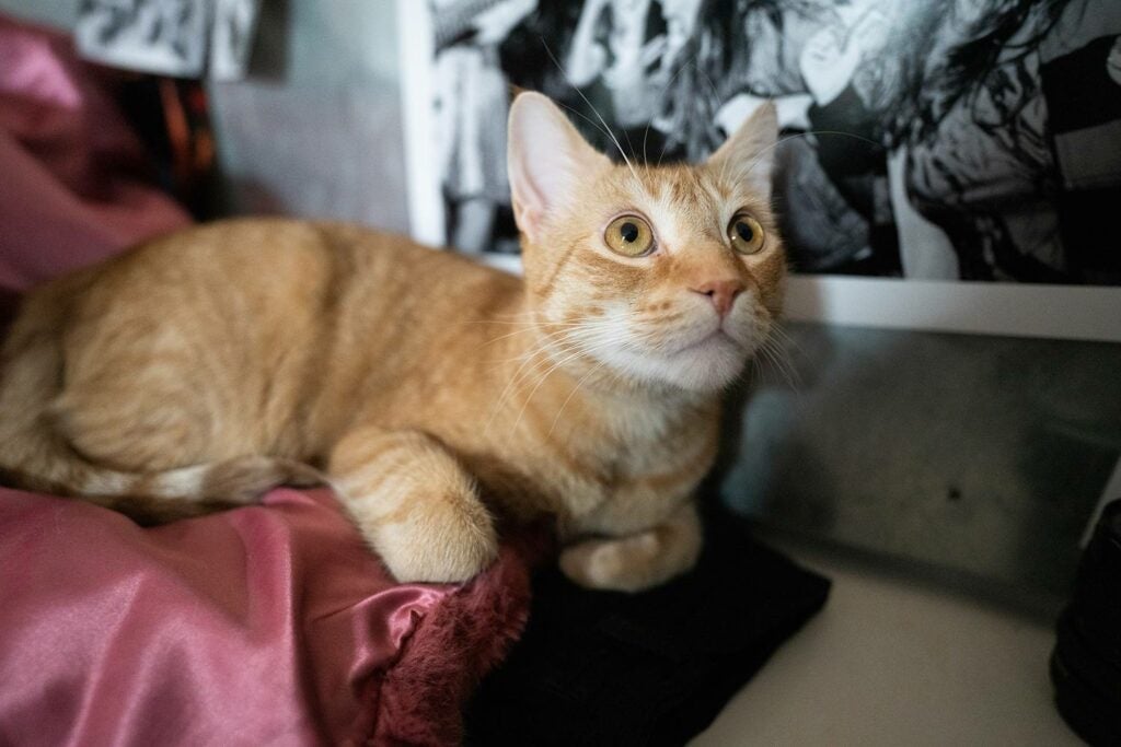 Cat potrait captured with the Sony FE 20mm F1.8 G lens.