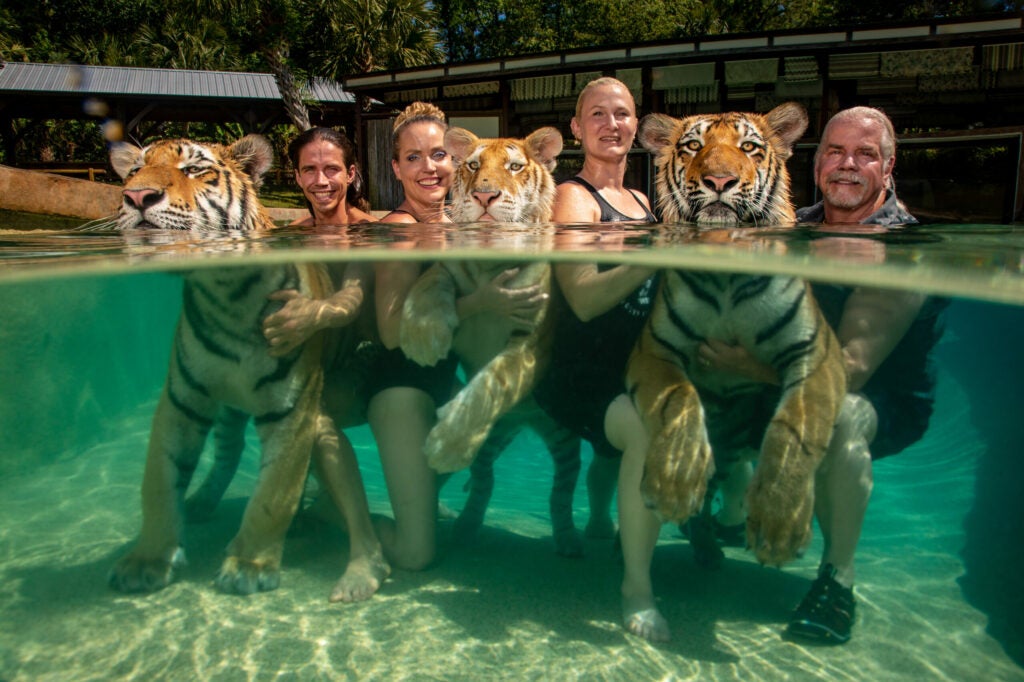Swimming captive tigers