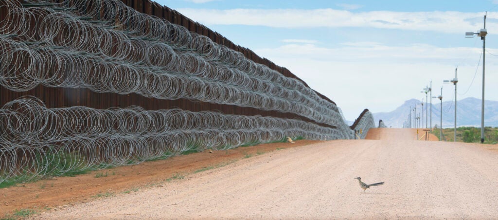 A greater roadrunner approaches the border wall at Naco, Arizona, USA on 28 April.