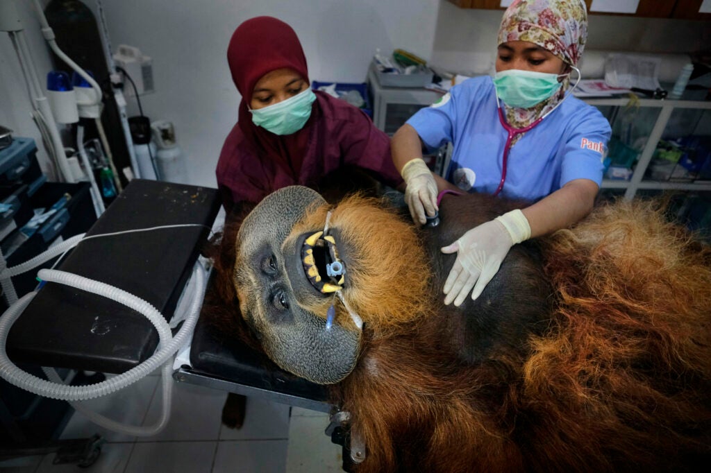 Orangutan getting a routine medical check up