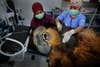 Orangutan getting a routine medical check up