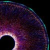 New neurons splitting off from their mother cell at the center of the ring