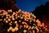 Night Before Aretha Died, Brooklyn Botanic Garden, 2017