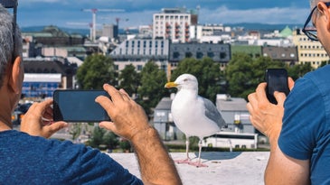 Two tourists using their phones to photograph a gull in front of a city skyline