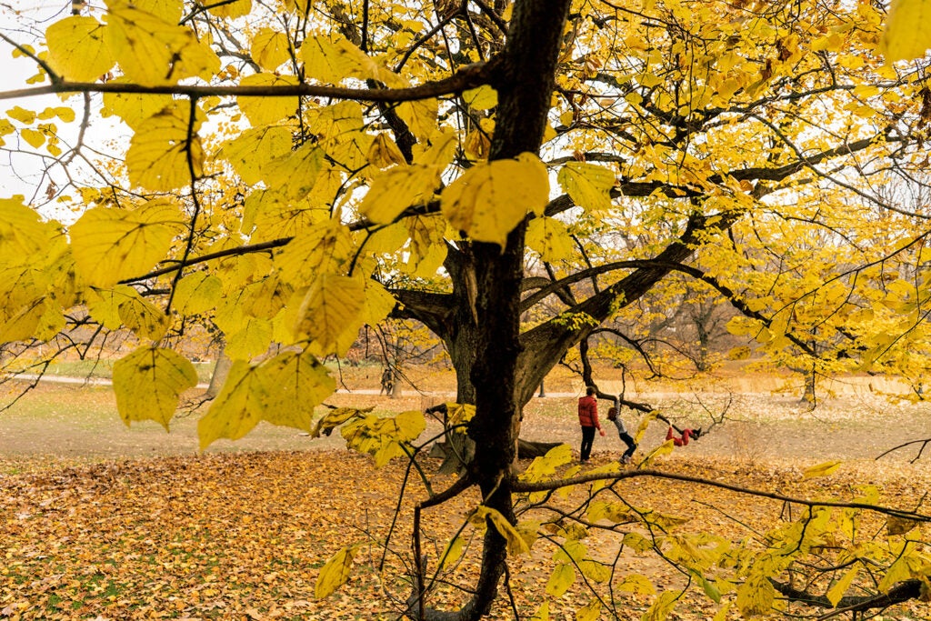 Family Tree, Prospect Park, 2015