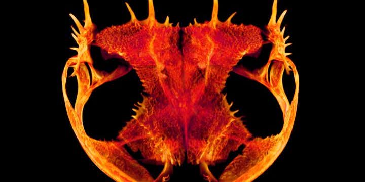These spiky frog skulls look more like dinosaur fossils These spiky frog skulls look more like dinosaur fossils