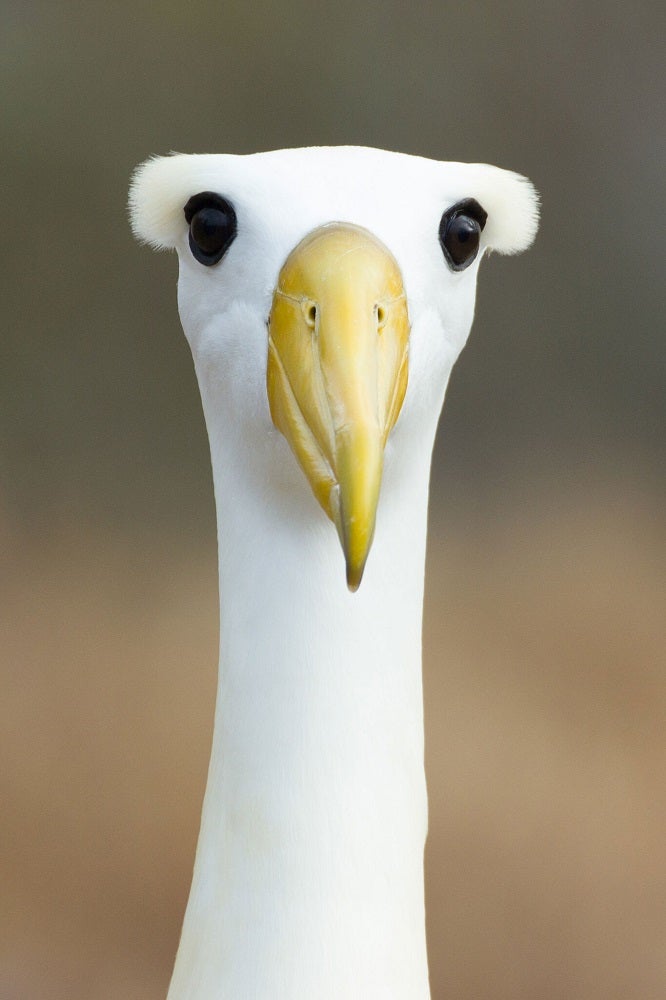 Waved albatross