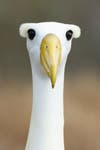 Waved albatross