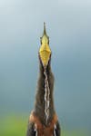 Bare-throated tiger heron