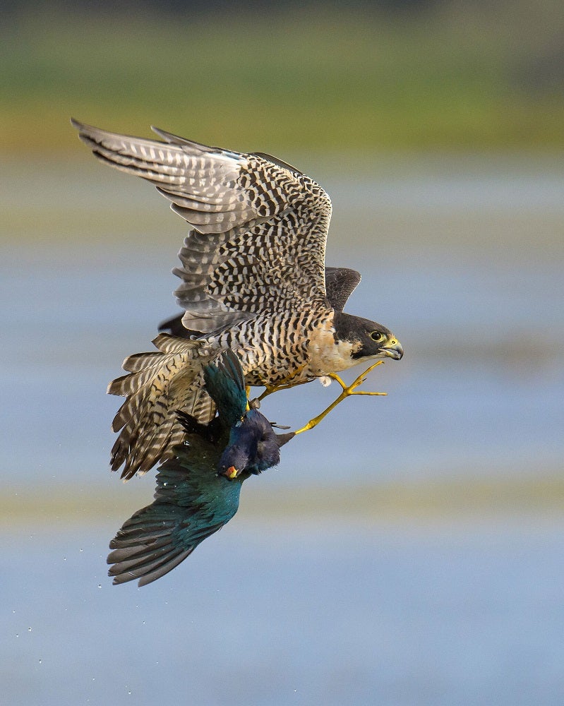 Peregrine falcon and common gallinule