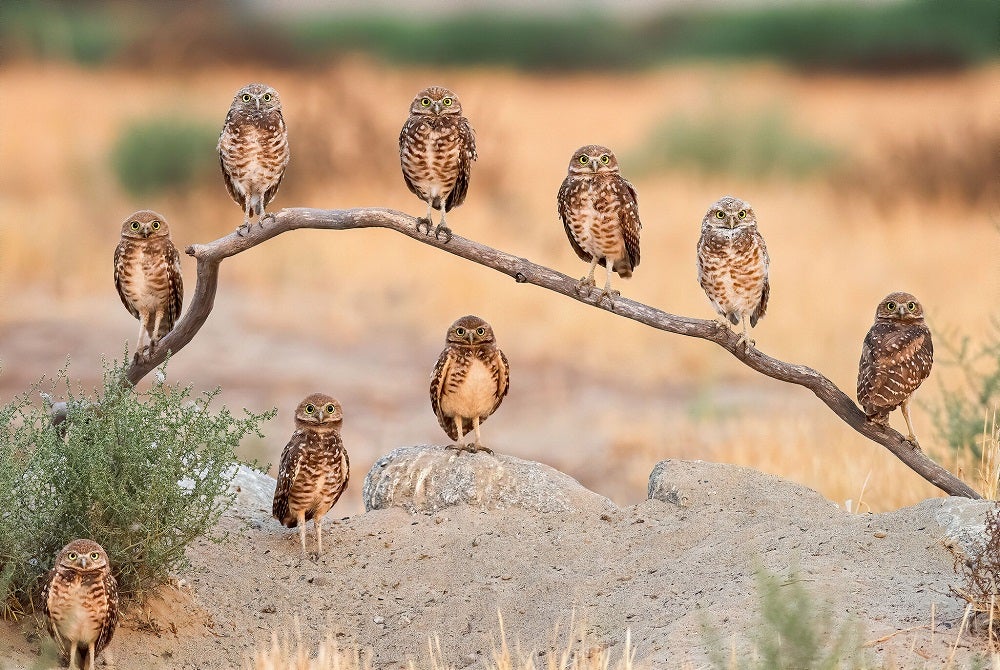 Burrowing owls