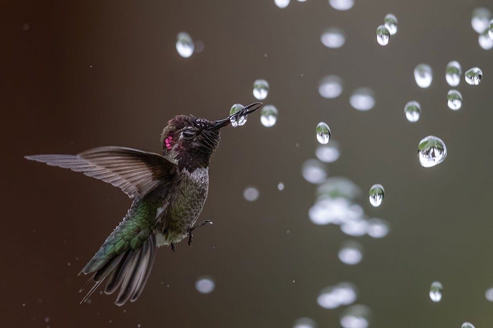 Anna's hummingbird