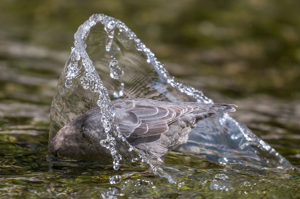 American dipper