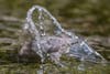 American dipper