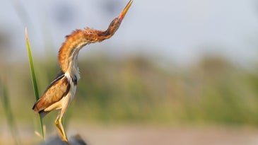 Fifteen bird photos that will make your heart sing